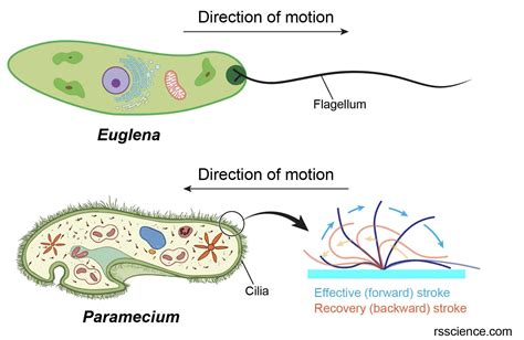 Flagella and Cilia – Definition, Structure, and Functions - Rs' Science