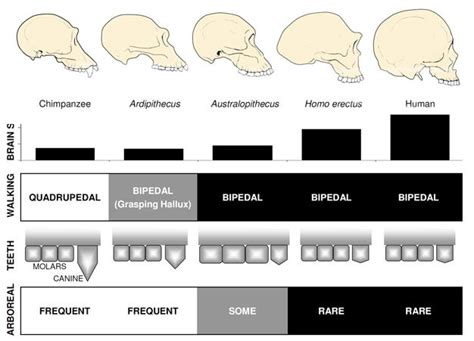 Overview of Hominin Evolution | Learn Science at Scitable