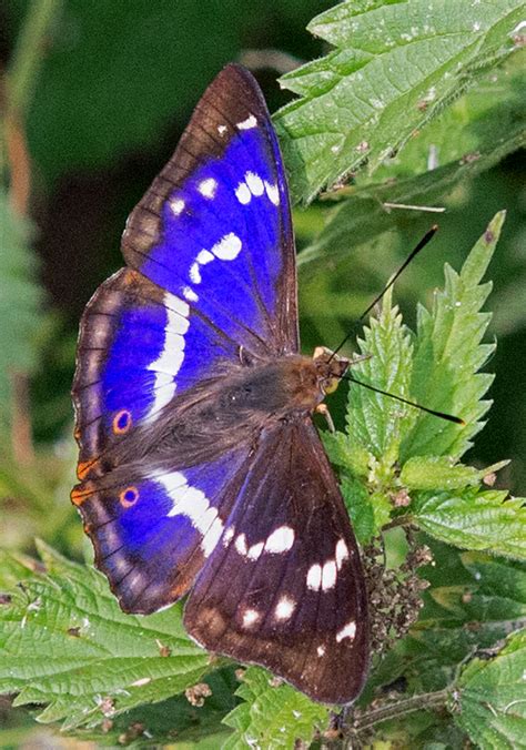 COLNE VALLEY BIRDER: July 2013