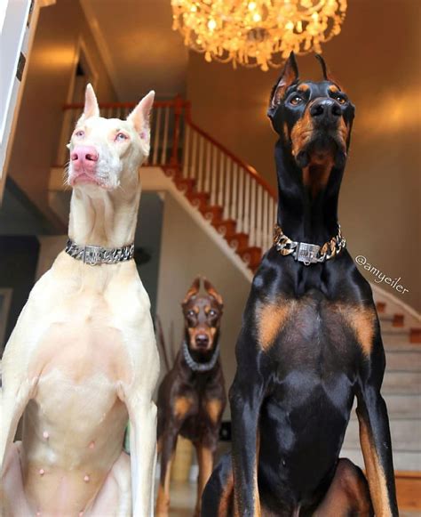 Il est tellement adorable, Cuuuuute 😻🤤🐶🐱🐭🐹🐰 in 2020 | Doberman pinscher ...