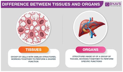 What Is The Relationship Between Cells, Tissues, Organs, Organ Systems ...