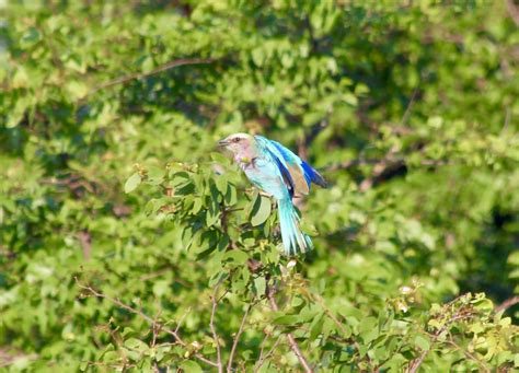 Birds of the Okavango Delta - Mel On The Go