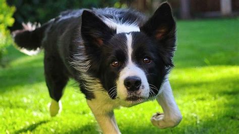 Types of Border Collie Ears (Up or Down) | Dog Advisory Council