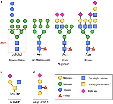 Frontiers | Glycans Instructing Immunity: The Emerging Role of Altered ...