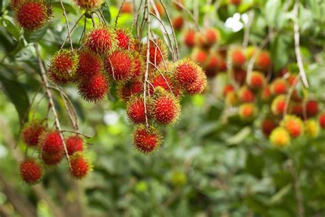 Rambutan fruit: the taste, seasonality, calories, and tree - Localise Asia