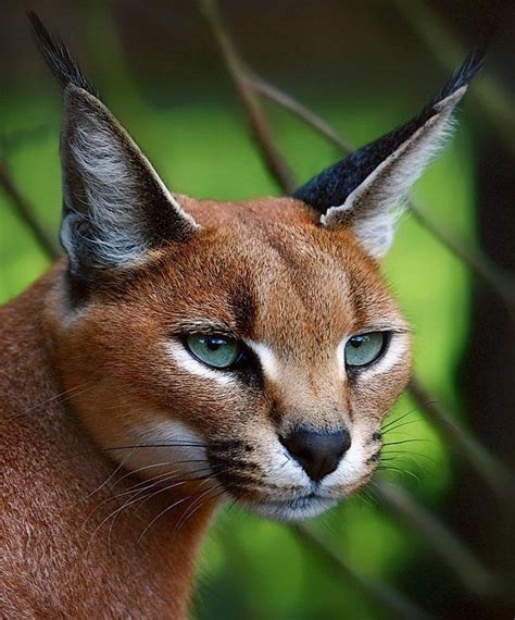 Caracal cat | Animals, Wild cats, Beautiful cats