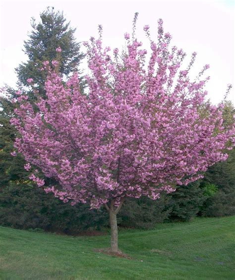 kwanzan flowering cherry tree - Google Search | Flowering cherry tree ...