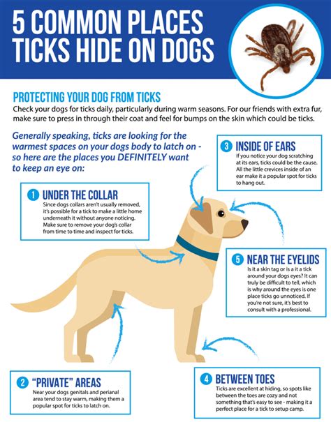 7 shocking facts about Tick Bites on Dogs (Cause, Treatment + Prevention)