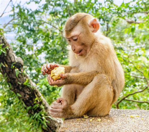 Animals benefit from the sloppy eating behavior of monkeys - Earth.com