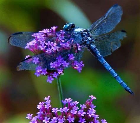 la libellule et la fleur | Blue dragonfly, Dragonfly, Dragonfly dreams