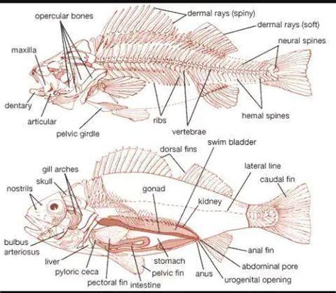 Fish Reproductive System Diagram