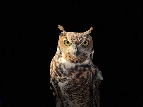 Owl Eyes Anatomy: Did You Know These Nocturnal Birds Don't Have Eye ...