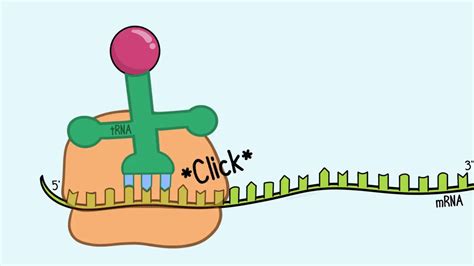 Translation: mRNA to Protein : Plantlet