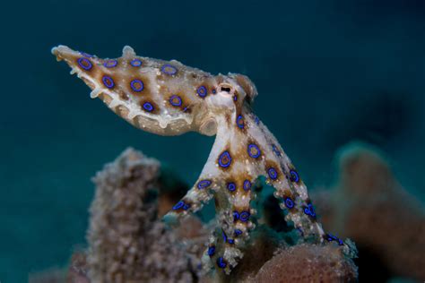 Fact File: Blue-ringed octopus (Hapalochlaena maculosa) - Australian ...