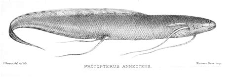 Protopterus annectens - African lungfishes | Fishes Wiki Gallery