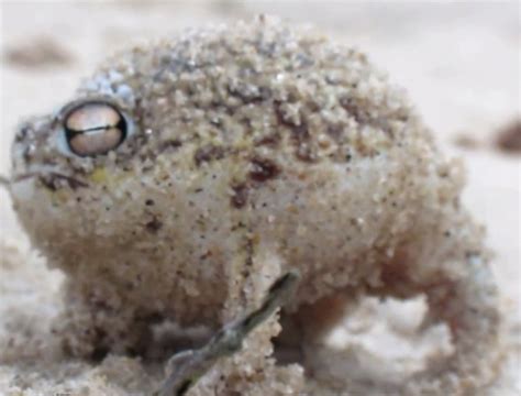 The desert rain frog | Know Your Meme