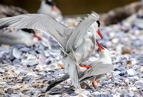 Manmade Common Tern breeding platform on Behance