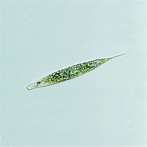 Ide Top Euglena Under Microscope, Yang Terbaru!