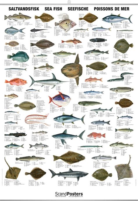 Water Animals Images Chart