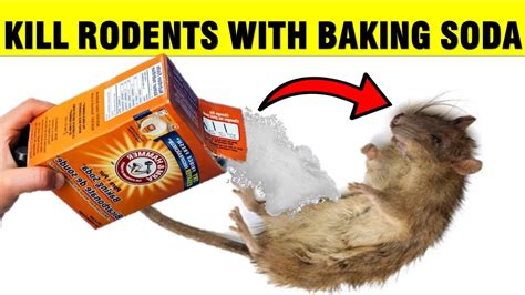 Homemade Rat Repellent Recipe | Dandk Organizer