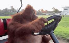 Orangutan Monkey GIFs | Tenor