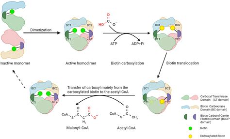 Acetyl Coa Carboxylase Reaction