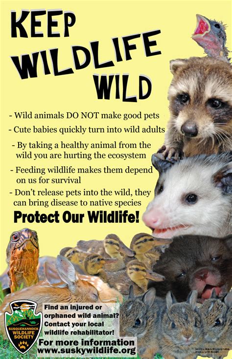 Wildlife Awareness Posters | Susquehannock Wildlife Society