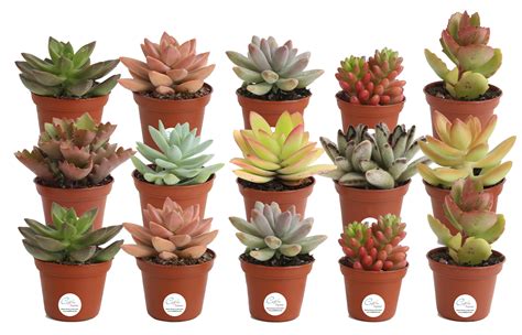 Houseplants Online