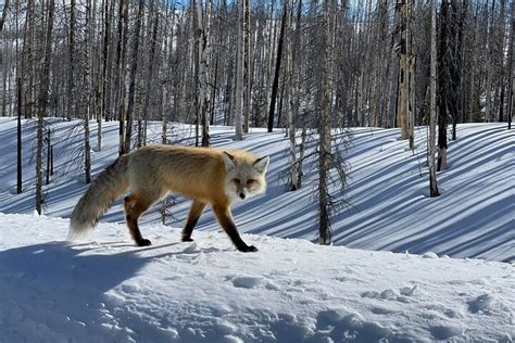 Beyond Yellowstone (Winter) - West Yellowstone Area Private Excursion