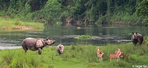 Rhino Conservation in Nepal - Tiger Encounter