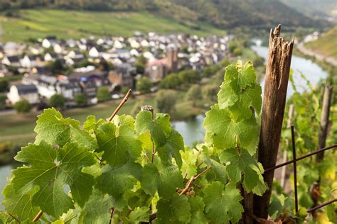 The Mosel Valley – Germany’s Most Famous Wine Region – Wine ...