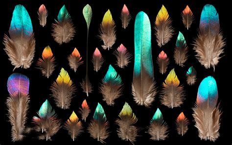 🔥 [50+] Bird Feather Wallpapers | WallpaperSafari