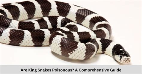 Are King Snakes Poisonous? A Comprehensive Guide