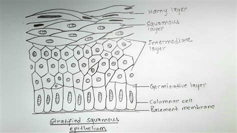 Pseudostratified Columnar Epithelium Diagram