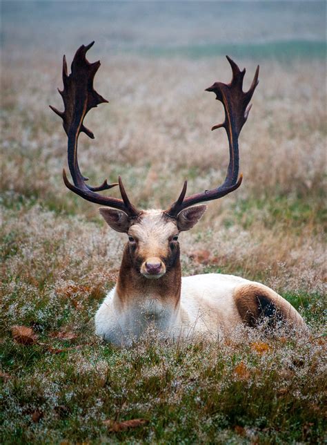 Fallow deer stag | Reached 31 in Explore, which is nice! Con… | Flickr