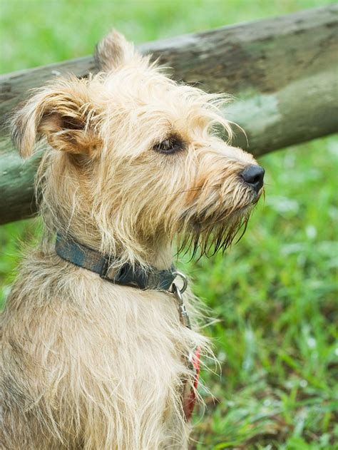 mutt | mutt7153 | Scruffy dogs, Loyal dog breeds, Dog friends