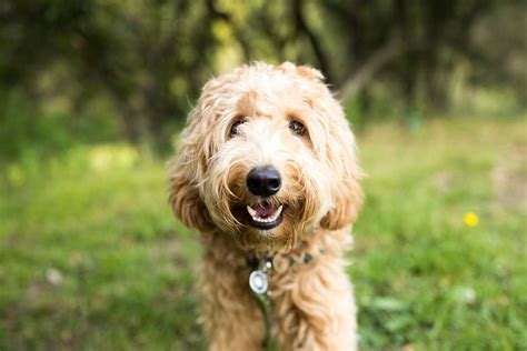 25 Best Hypoallergenic Dog Breeds - AtractivoPets