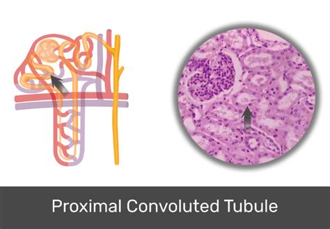 Renal Tubule Histology