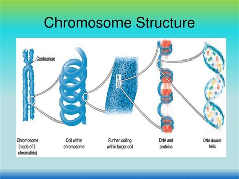 [DIAGRAM] Nucleus Chromosomes Diagram - MYDIAGRAM.ONLINE