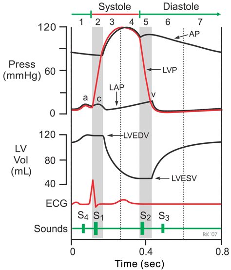 CV Physiology | Cardiac Cycle - Isovolumetric Contraction (Phase 2)