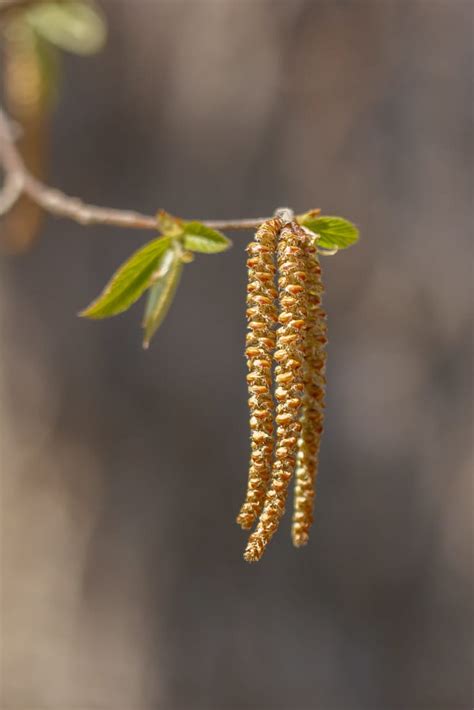 Ostrya virginiana | Plants of Central Ohio and the Midwest