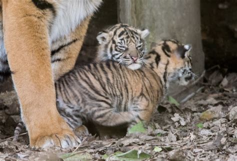 sumatran tiger cubs Archives - WildCats Conservation Alliance