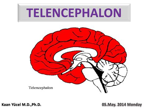 PPT - TELENCEPHALON PowerPoint Presentation, free download - ID:2067280