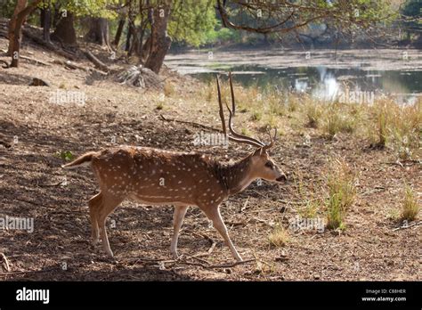 Spotted deer male stag, Axis axis, (Chital) with antlers by Rajbagh ...