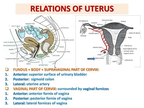 Uterus Female Reproductive System Reproductive System Female | Images ...