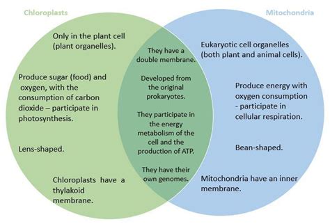 Photosynthesis And Cellular Respiration Venn Diagram