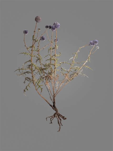 Gohar Dashti, Uprooted #3, 2019 | Print Sales Gallery | The ...