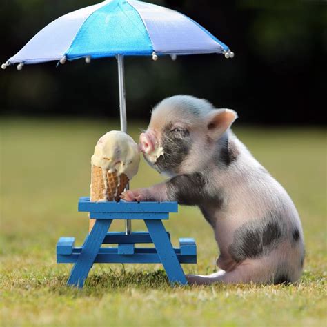 Animals need cooling down…here’s how they do it…. | Pet pigs, Miniature ...