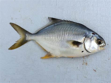 Florida Pompano - Capt Tony's "Walkingangler"