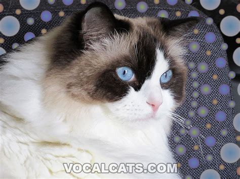 Seal Bicolor Ragdoll: Complete Guide - Vocal Cats